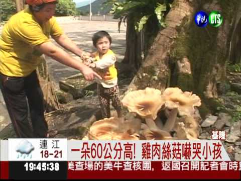 長到60公分高! 雞肉絲菇嚇壞小孩