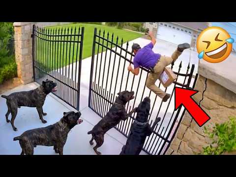Best Try Not To Laugh Funny Fails 2026 😂 Viral Compilation Video & Instant Regret Moments