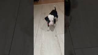 Video preview image #1 Mutt Puppy For Sale in Royal Palm Beach, FL, USA