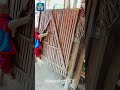 SokYaa Cooking Fried Triangle Fish To Feed Puppy Shorts
