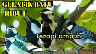 Download lagu pancingan gelatik batu, suara gelatik batu ribut mp3