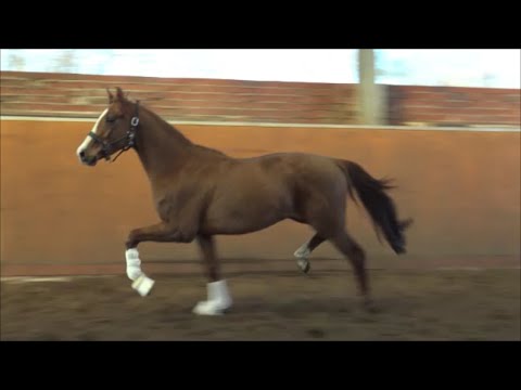 *2019 Wallach von Sezuan's Donnerhall SOLD!!!