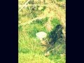 Groundation  Use to laugh