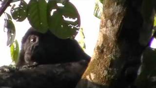 preview picture of video 'Bruellaffe Zancudo Costa Rica 2011'