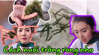 Hiệp Hội Nuôi Biển Việt Nam #44 Hiệp Hội Nuôi Biển Việt Nam
