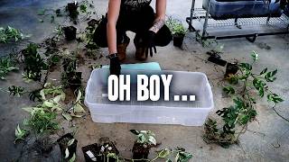 Watch me Untangle a variegated NIGHTMARE!