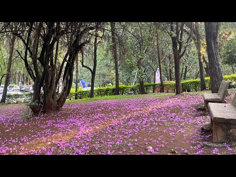 Surrender feat. Yohana Sahle 