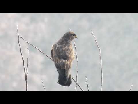 Impressionen vom 19. Januar. Falkenberg (Mark)