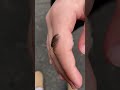 Backyard exploration #creepycrawlers #roly-poly #potatobug #pillbug