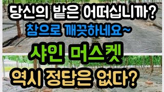 샤인머스켓 밭관리  비닐하우스속에는 과연 어떨까요?  #샤인머스켓재배기술 #시설대형비가림비닐하우스 #포도여름…