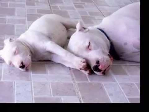 A R G E N T I N I A N  -  D O G