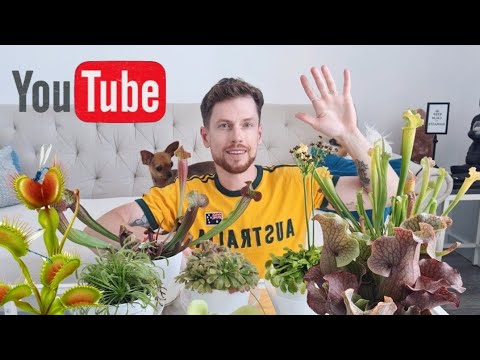 Хищные растения в моей коллекции. Мой уход и наблюдения. Carnivorous plants.