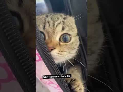 Ultimate Guide to Cute Cat Content | 5 Must-Have Cat Hashtags