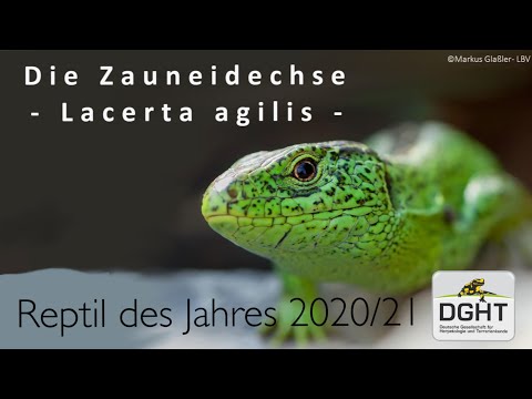 Die Zauneidechse - ein kompaktes Artenportrait