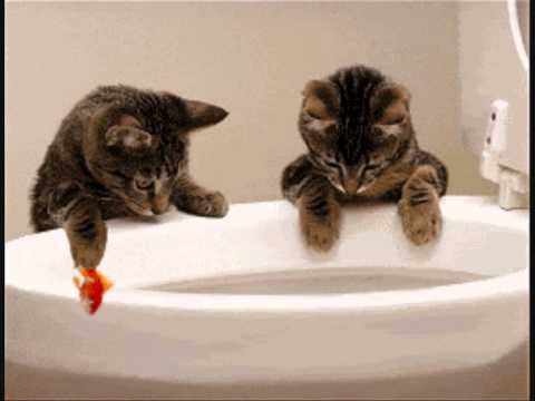 Maria Elena Walsh - Chacarera de los gatos- (animado)