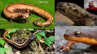Aula: Ordem Caudata (salamandras e tritões)