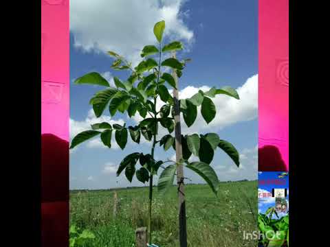 Вариант для УБД использования выданной земли !!!