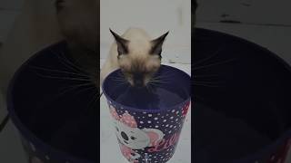 #gatos #miau #gatinhos