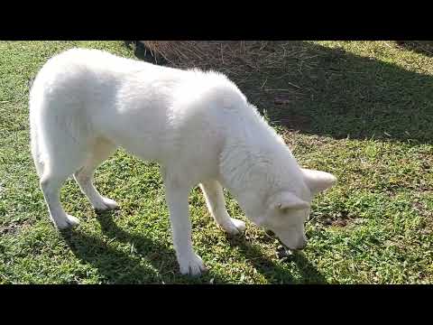 Siberian Husky puppy for sale