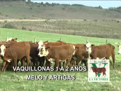 VAQUILLONAS 1 A 2 AÑOS LA VICTORIA