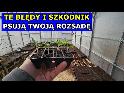 Unikaj tych Błędów przy Produkcji Rozsady. Wybiegają Sadzonki Warzyw. Podlewanie Rozsady. Ziemiórki.