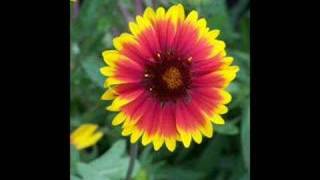 Flowers for Earth Day