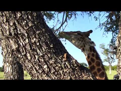Djuma dam cam march 11 2018 - giraffe and elephants