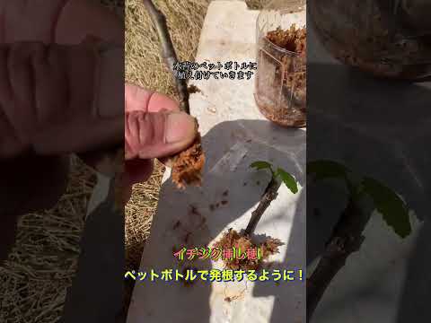 コップ一杯の水で挿し木をするにはどうすればよいですか？水から取れる植物は何ですか?  庭園