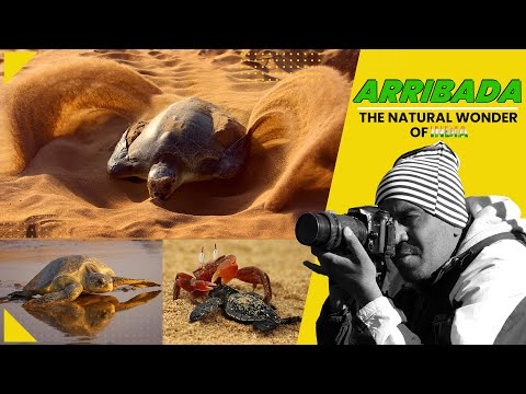 ARRIBADA...NATURAL WONDER OF INDIA