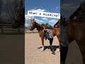 Can you see what’s missing? #horsemanship #thoroughbred #eventing