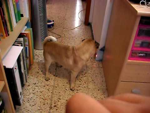 Fito se mosquea con el puntero láser.