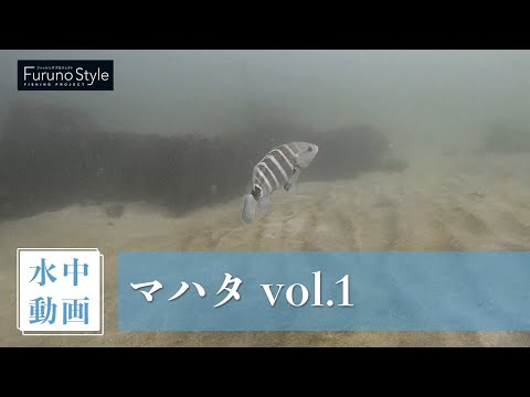 マハタ vol.1