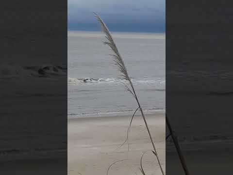 las Vegas, canelones !