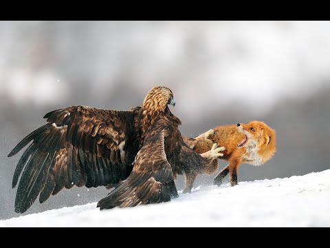 (ssbm tournament) bo3 vs jacoby @de1tashine