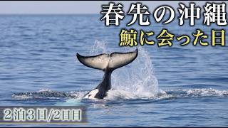【冬の沖縄】ついに鯨に会えた日｜ホエールウォッチングと北谷・読谷の海