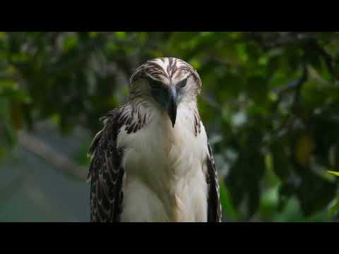 Beautiful Red Flowers Covered With Dew