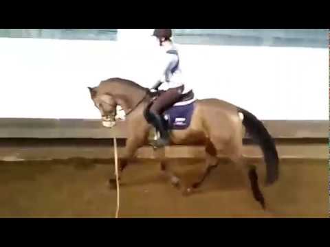 Rosenquarz MD , das erste Mal unter seiner Reiterin