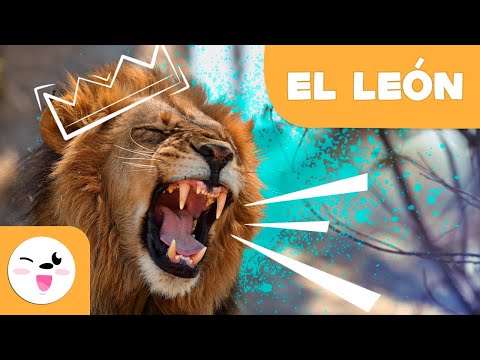 EL LEÓN 🦁 Animales para niños 🌳 Episodio 1