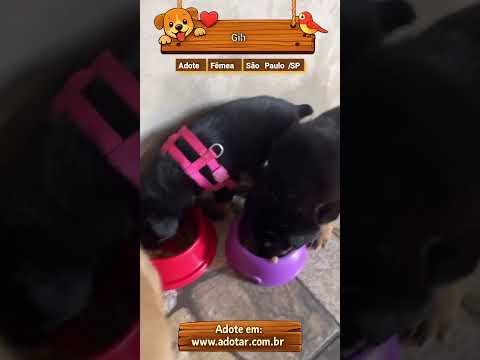 Vídeo de Gih