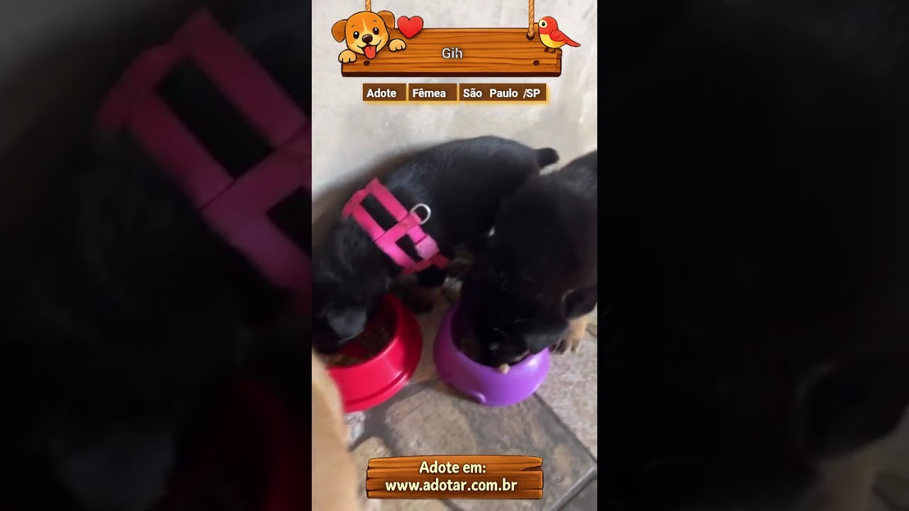 Cachorro raça SRD-ViraLata idade Abaixo de 2 meses nome Gih