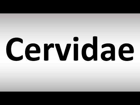 How to Pronounce Cervidae