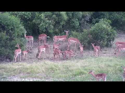 Djuma: Impalas with young ones romping around - 07:53 - 12/07/2022