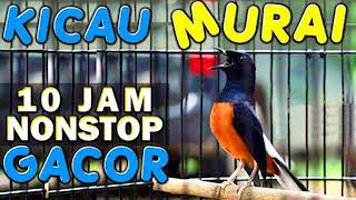 Download lagu 10 JAM NONSTOP - SUARA KICAU BURUNG MURAI GACOR mp3 Download lagu 10 JAM NONSTOP - SUARA KICAU BURUNG MURAI GACOR mp3