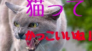 "俺の個人的な発見"猫ってかっこいいね！