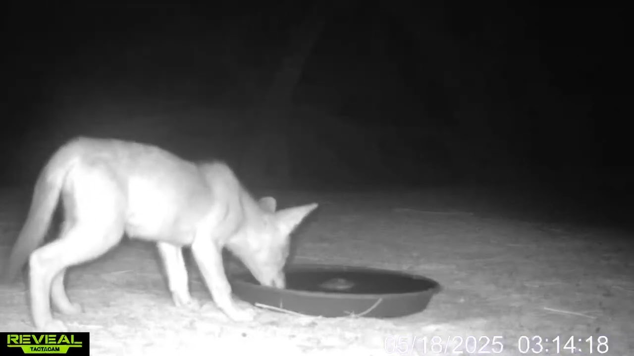 S3E39: Testing the waters...a coyote pup wants to drink from the water bowl but decides otherwise