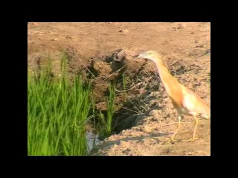 Garcilla cangrejera ( Ardeola ralloides ) Squacco Heron