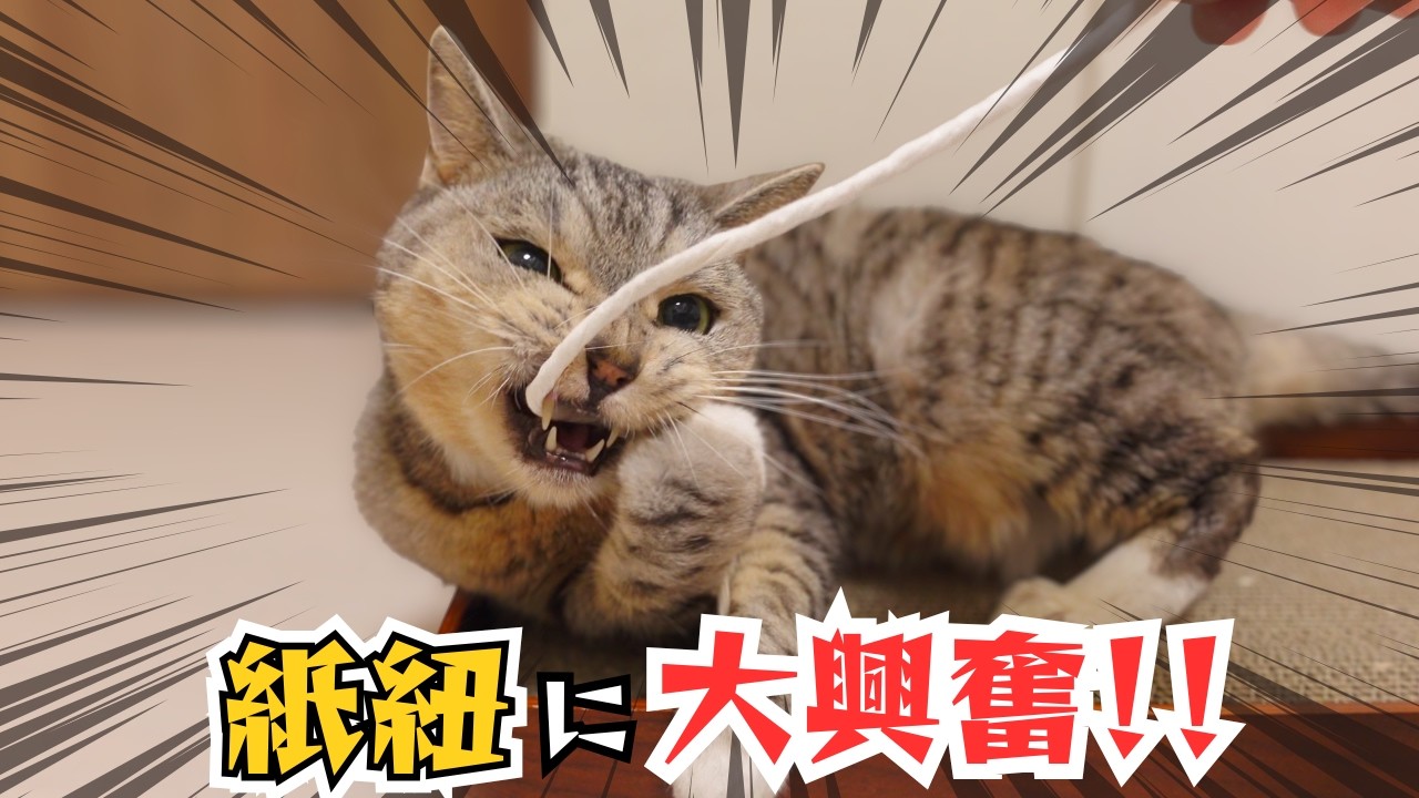紙紐に大興奮で遊んでいる猫ズ。