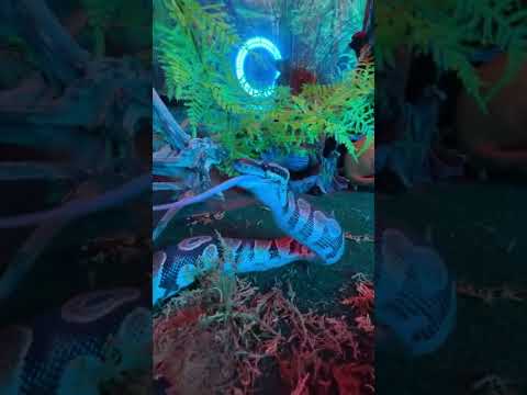 Python snake. Live feeding | Mystic Animals