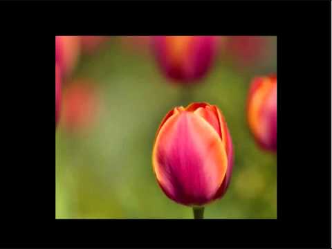 download lagu mp3 mp4 Reggae De Raiz Letra, download lagu Reggae De Raiz Letra gratis, unduh video klip Reggae De Raiz Letra