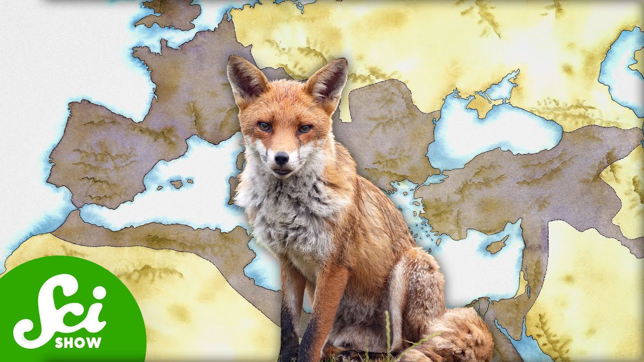 How the Fall of the Roman Empire Made Animals Smaller